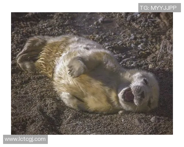 足球场上的幽默天才笑破肚子的搞笑明星们带来的欢乐瞬间